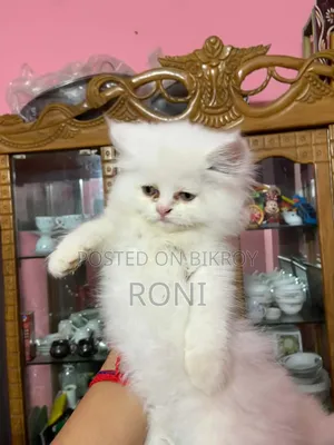1-3 Months Female Purebred Persian
