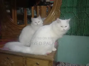 ১+ বছর বয়সী মেল পিওরব্রেড পার্সিয়ান