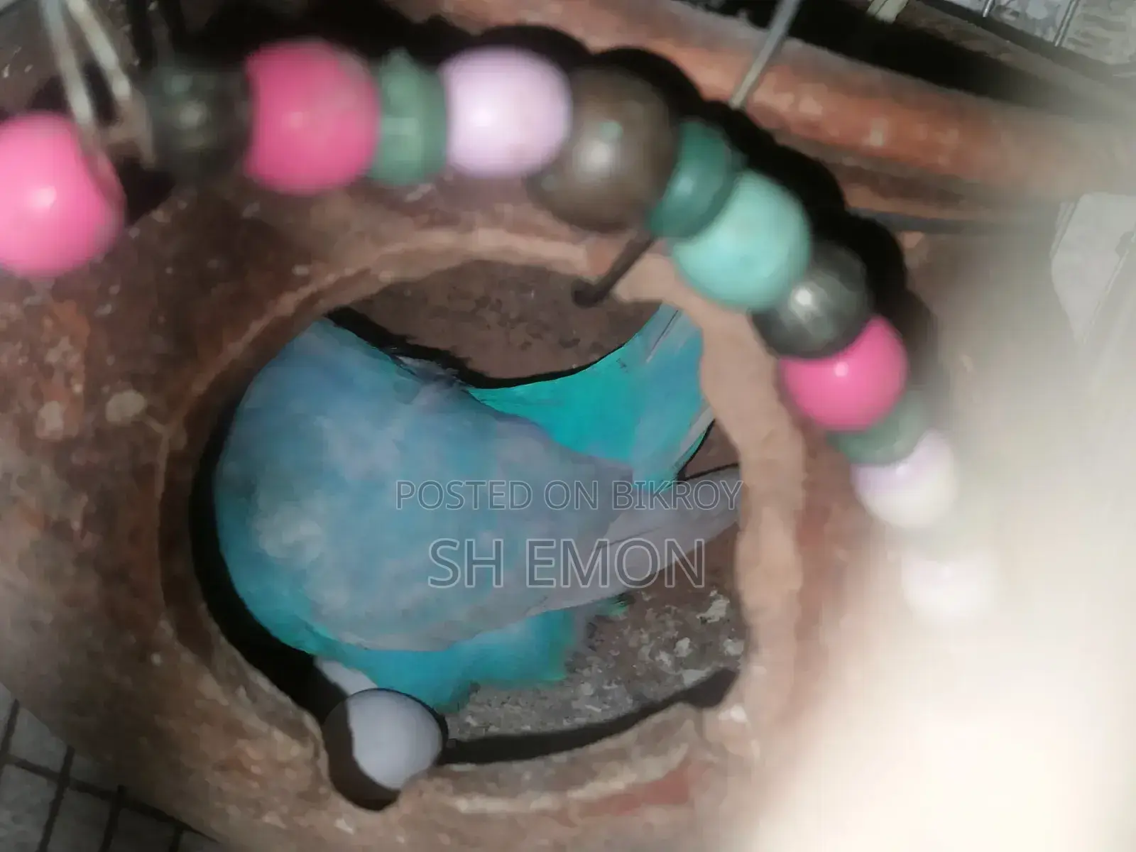 ৩ জোড়া রানিং পাখি বিক্রি করা হবে ৫ টা ক্লাসিক ১টা লুটিনো রেড আই