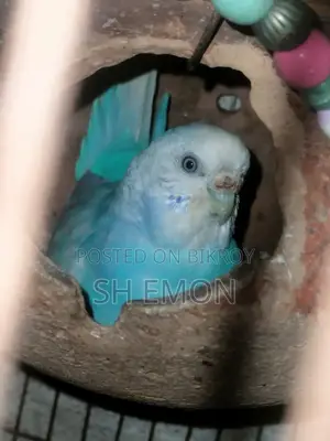 ৩ জোড়া রানিং পাখি বিক্রি করা হবে ৫ টা ক্লাসিক ১টা লুটিনো রেড আই