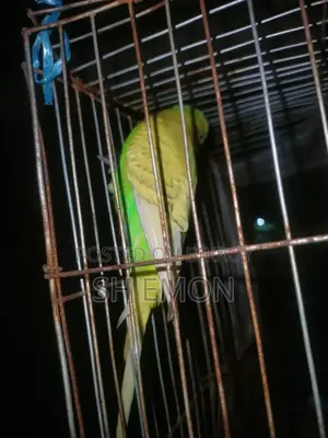 ৩ জোড়া রানিং পাখি বিক্রি করা হবে ৫ টা ক্লাসিক ১টা লুটিনো রেড আই