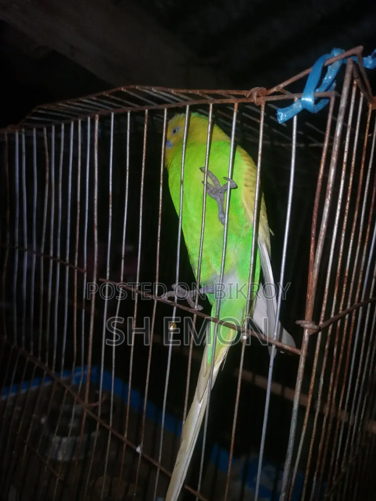 ৩ জোড়া রানিং পাখি বিক্রি করা হবে ৫ টা ক্লাসিক ১টা লুটিনো রেড আই