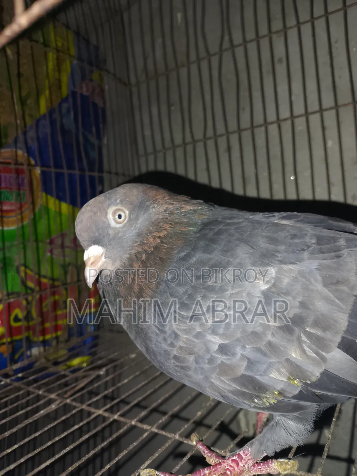 Chila Pigeon