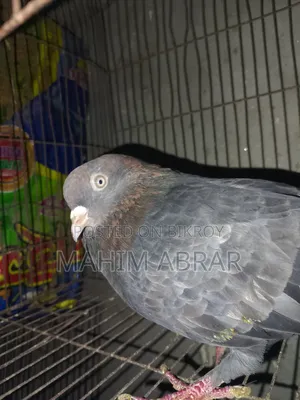 Chila Pigeon