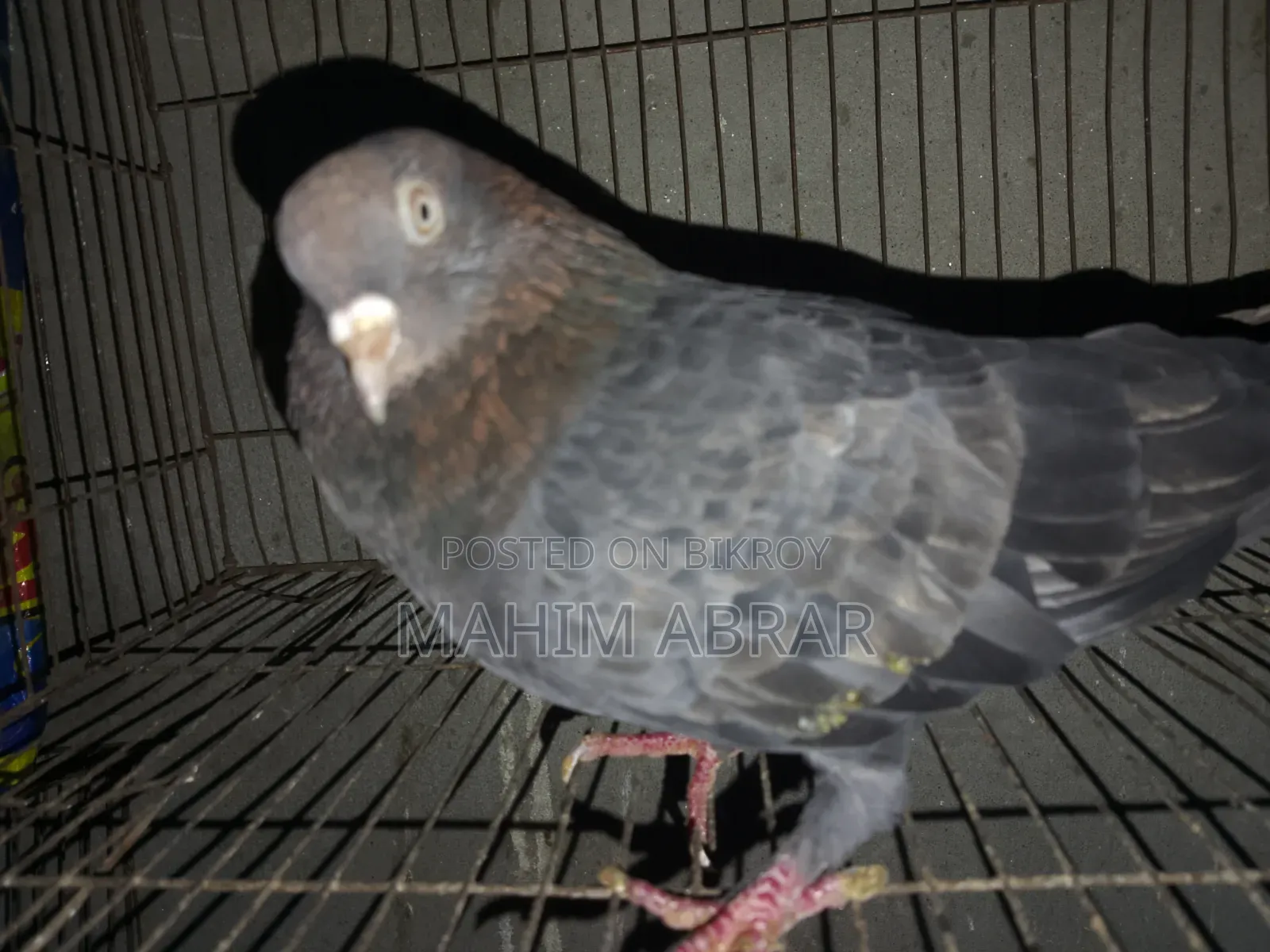 Chila Pigeon