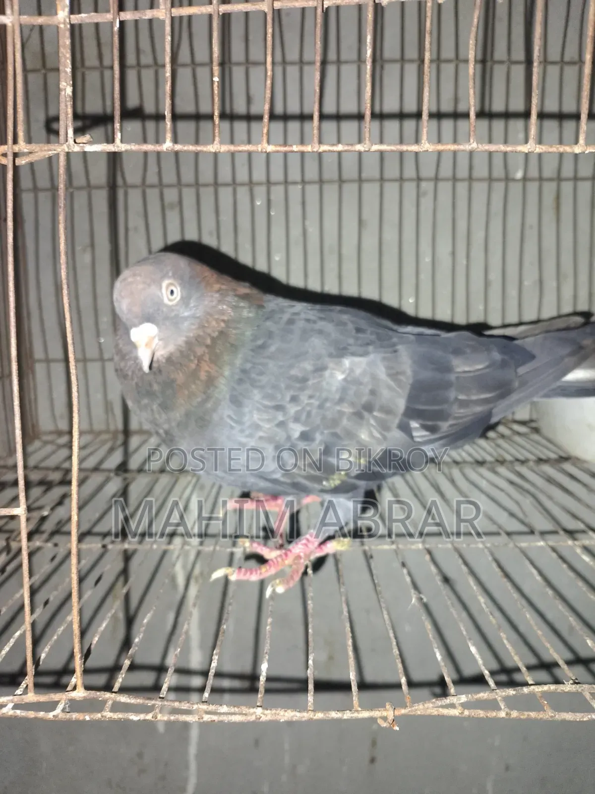 Chila Pigeon