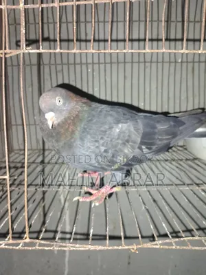 Chila Pigeon