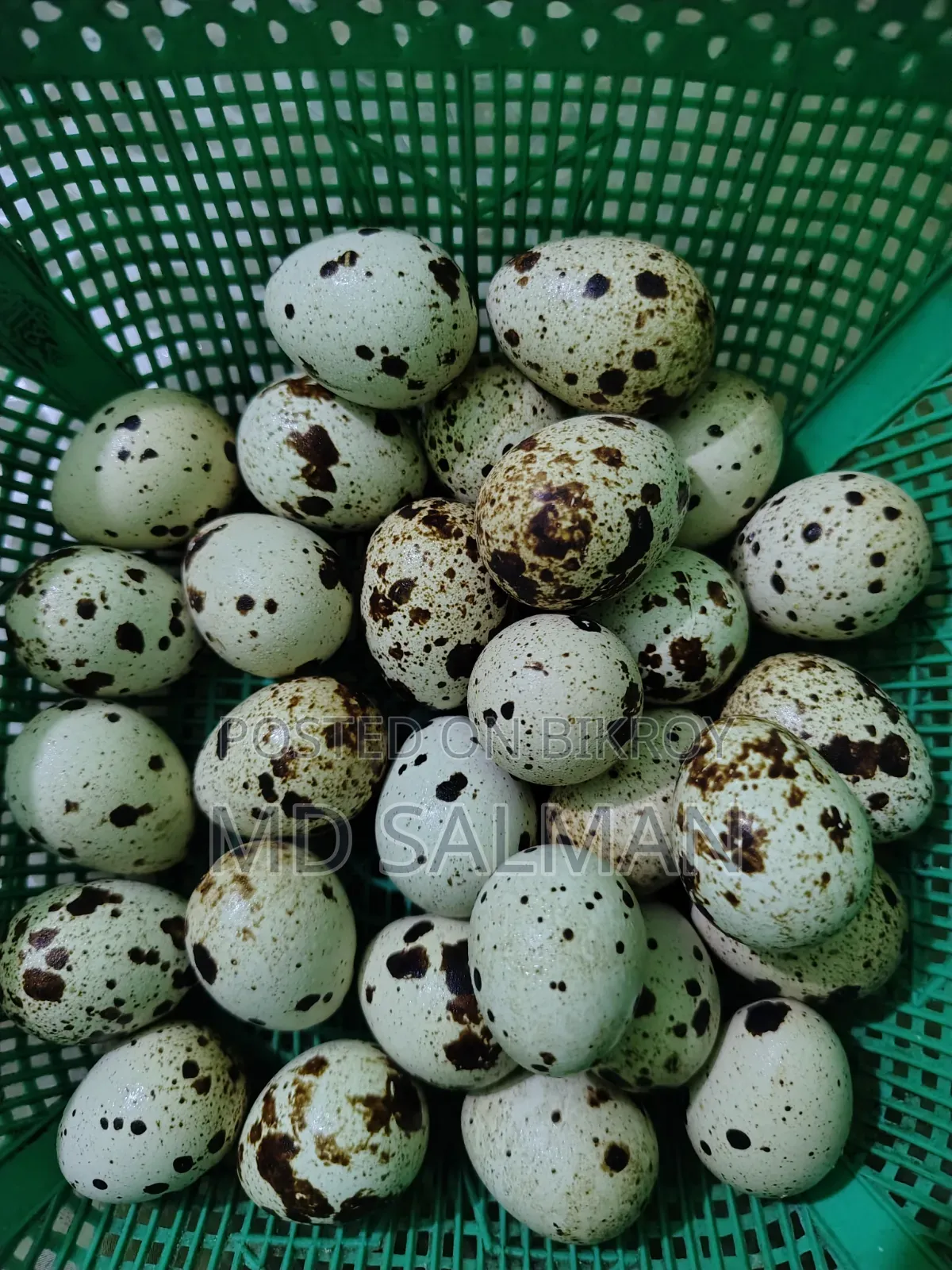 European Quail Hatching Eggs