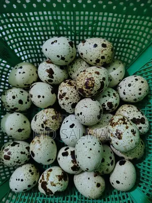 European Quail Hatching Eggs