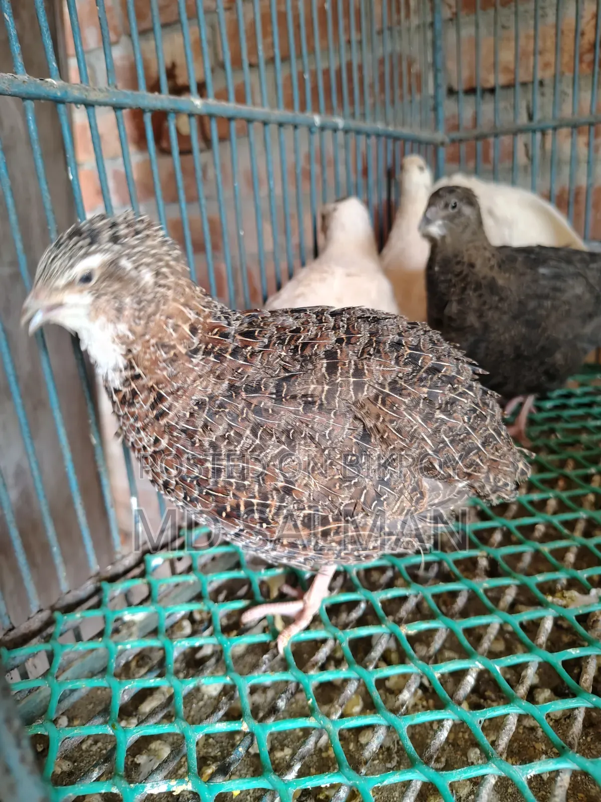 European Quail Hatching Eggs