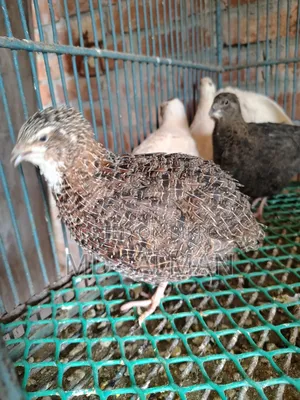 European Quail Hatching Eggs