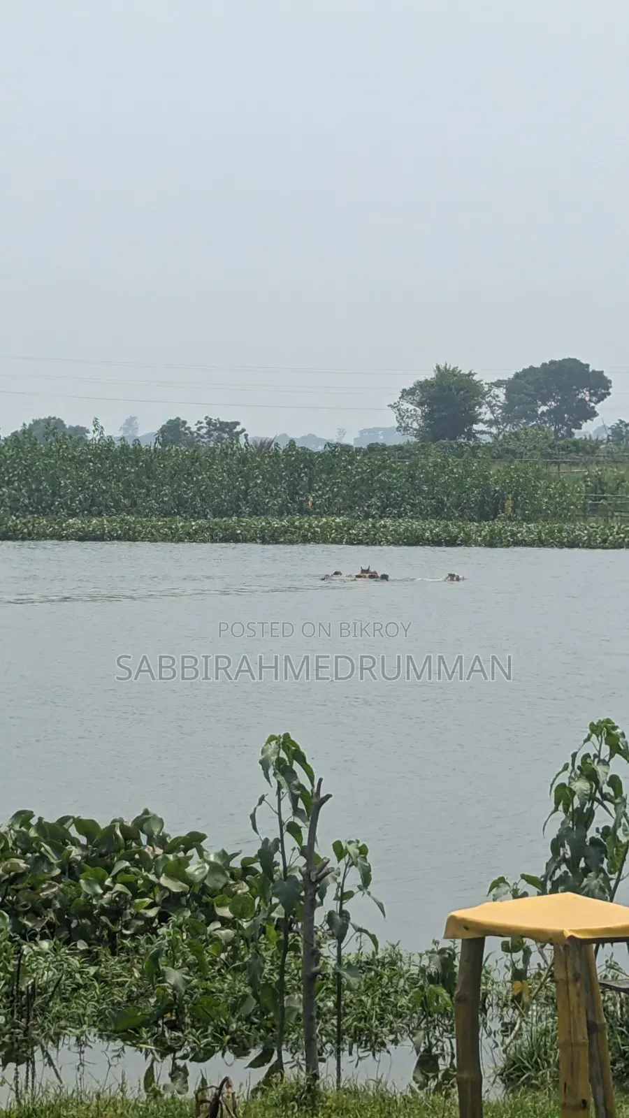 চটপটির দোকান