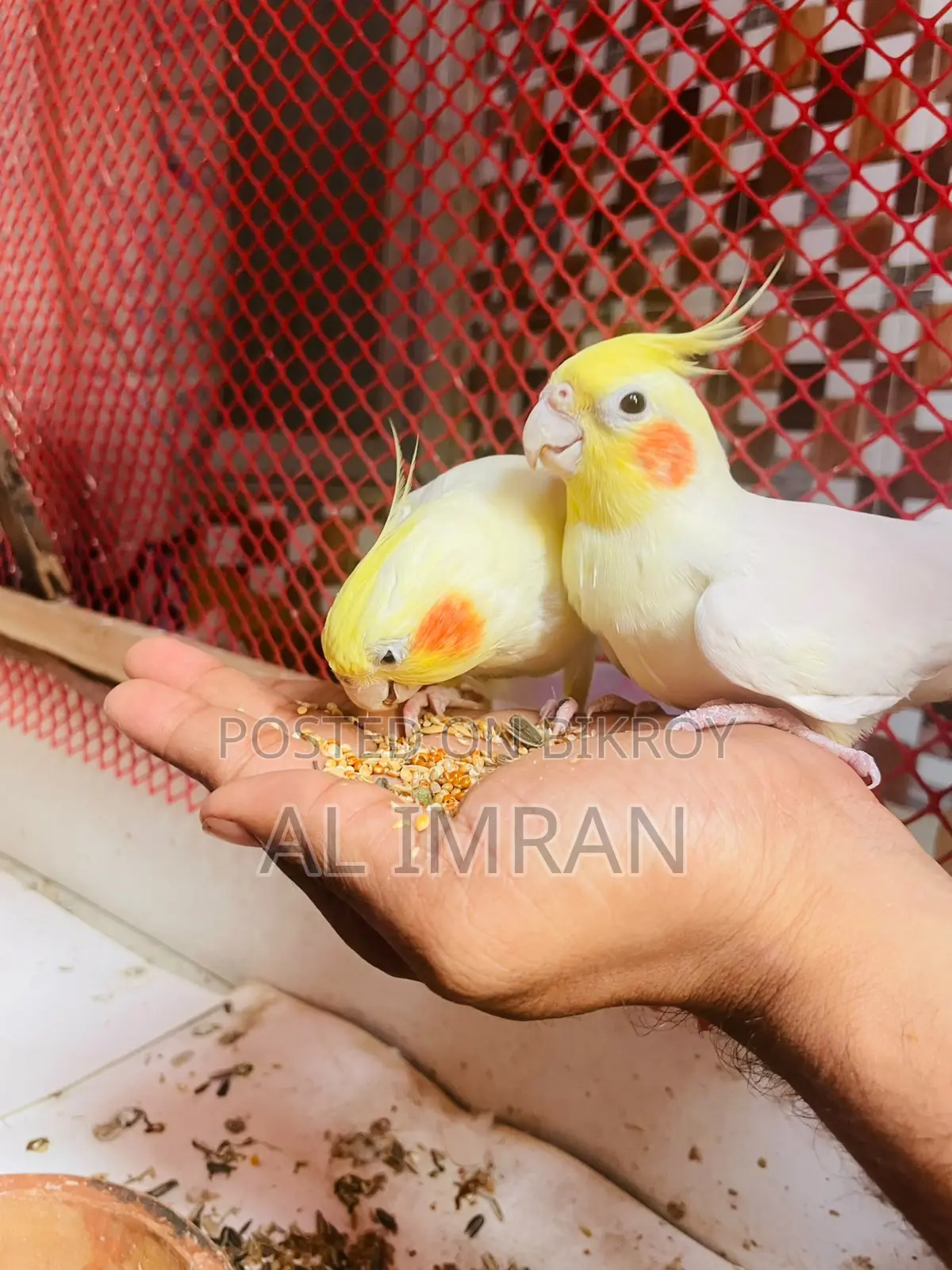 Cockatiel Birds