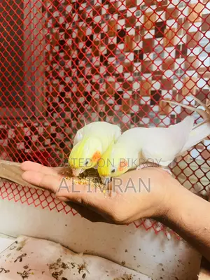 Cockatiel Birds