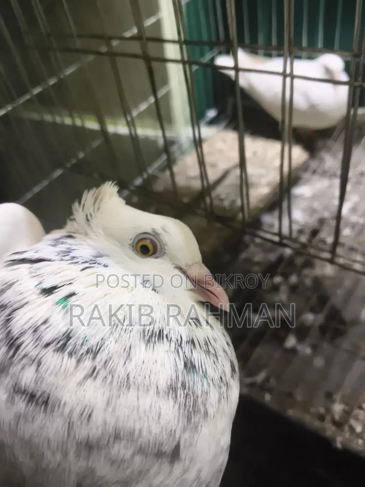 ১ জোড়া গিরিবাজ