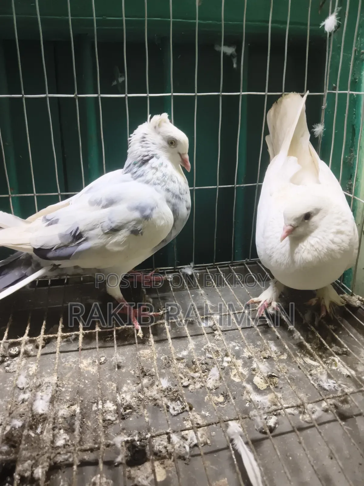 ১ জোড়া গিরিবাজ