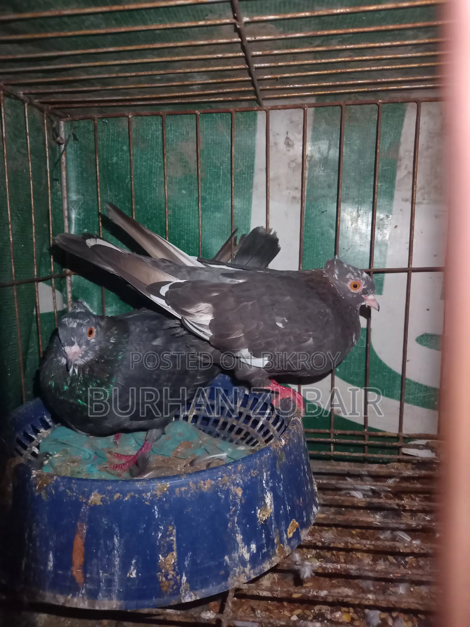 Golla Pigeon