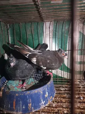 Golla Pigeon