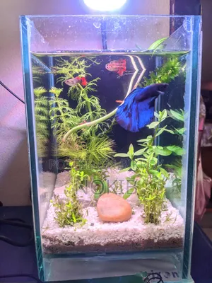 Aquarium Full Setup For Sale