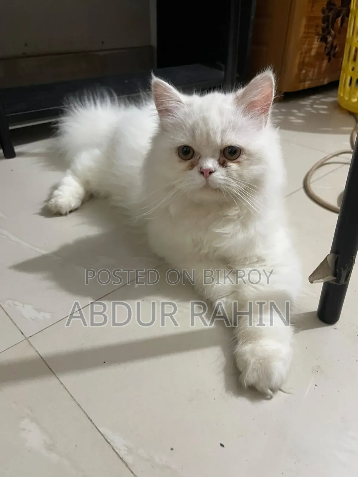 3-6 Months Male Purebred Persian