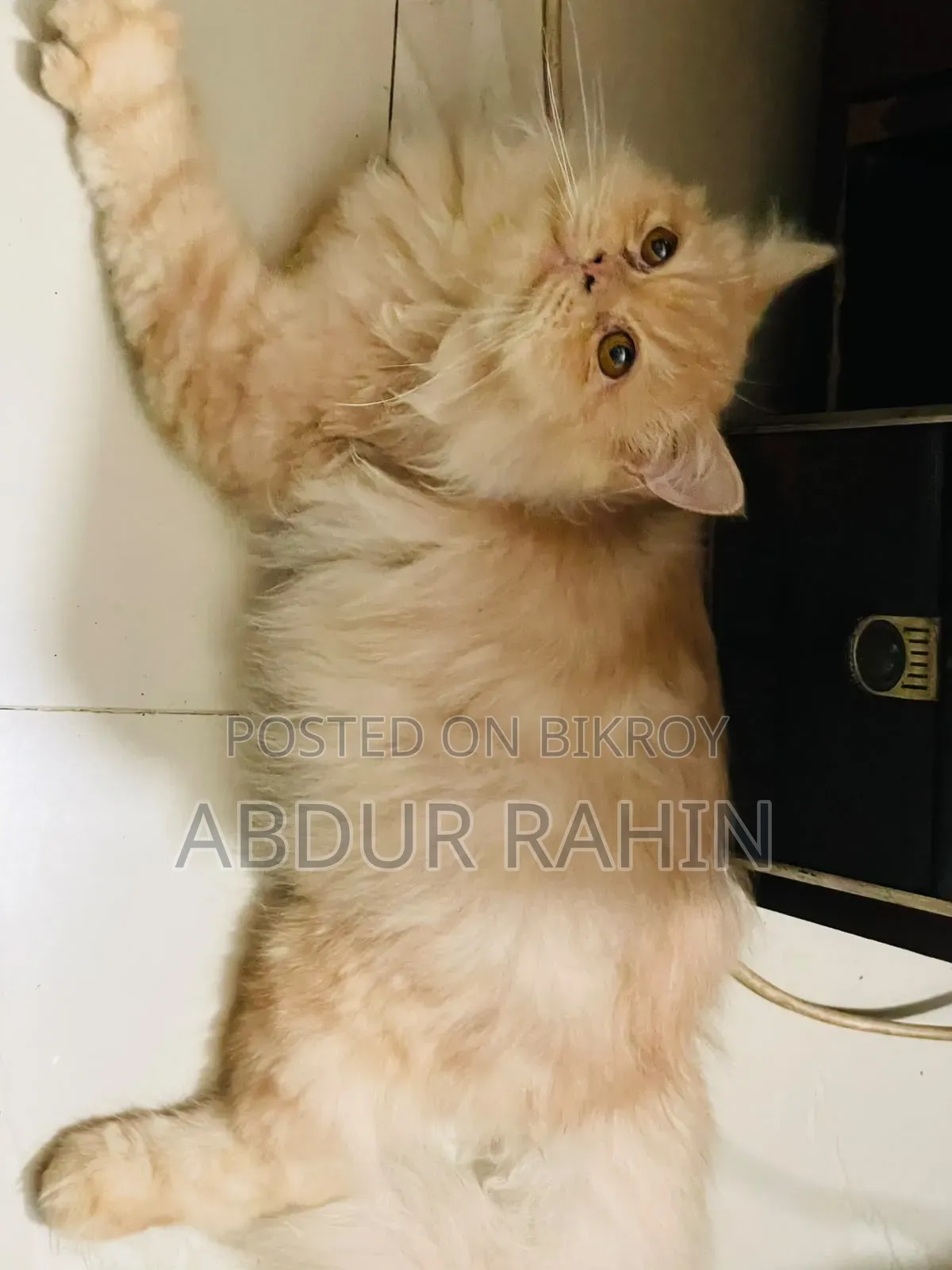 3-6 Months Male Purebred Persian
