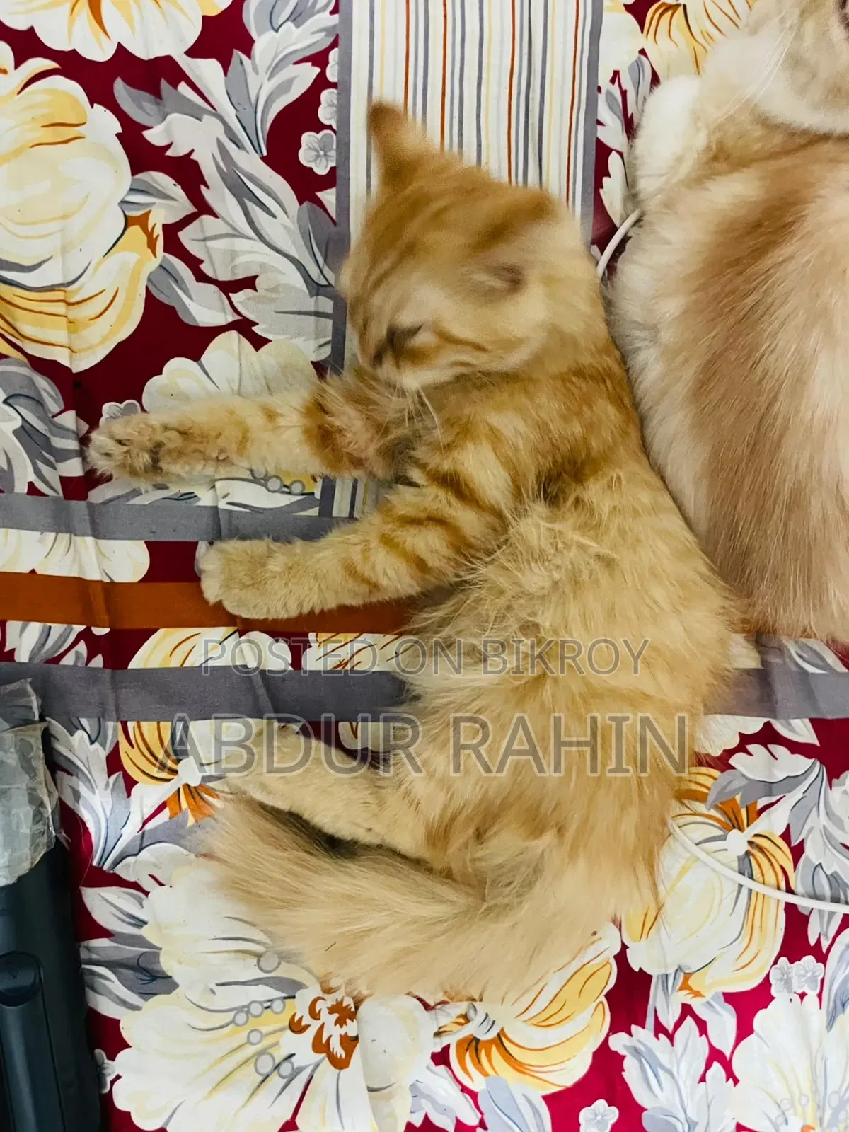 3-6 Months Male Purebred Persian