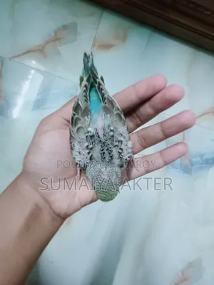 বেবি বাজিগর পাখি