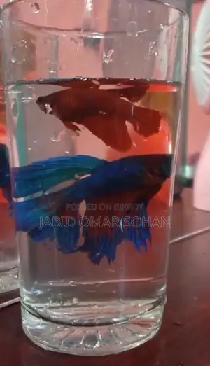 নীল লাল বেটা মাছ (সুস্থ ও সক্রিয়)