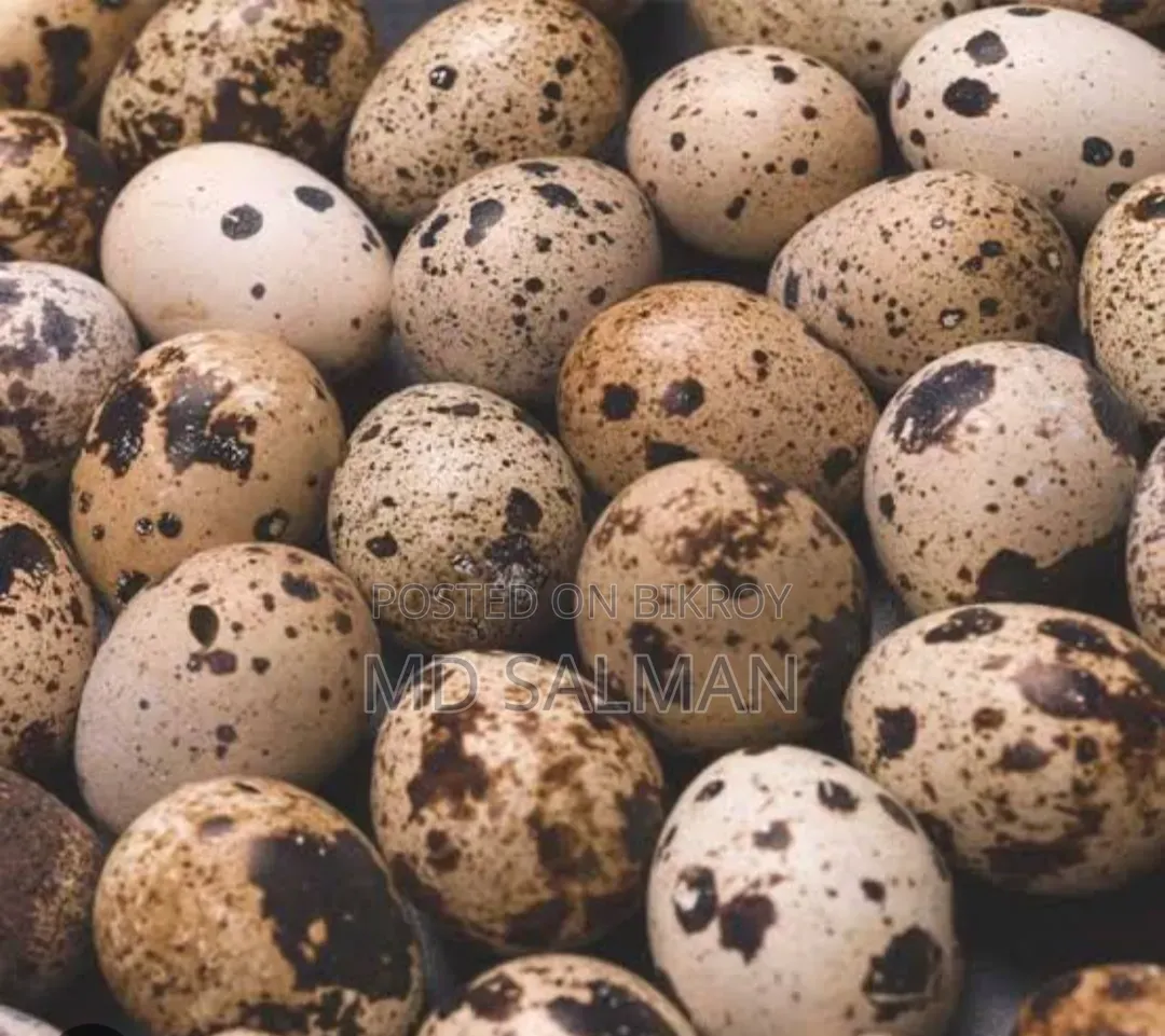 ইউরোপিয়ান জায়েন্ট কটনিক্স এর বীজ ডিম