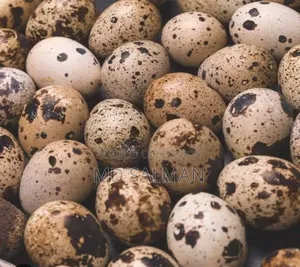 European Giant Coturnix Quail Eggs