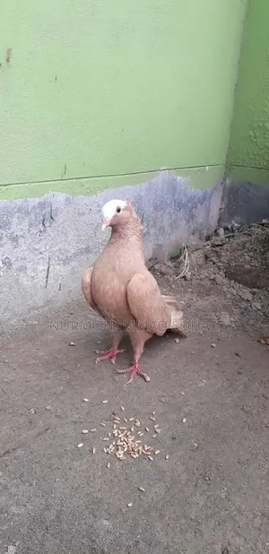 Yellow Mukhi Male and Chila Male