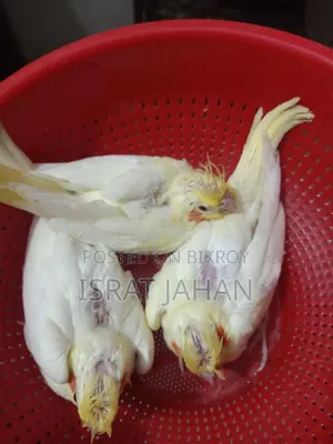 Cockatiel Baby