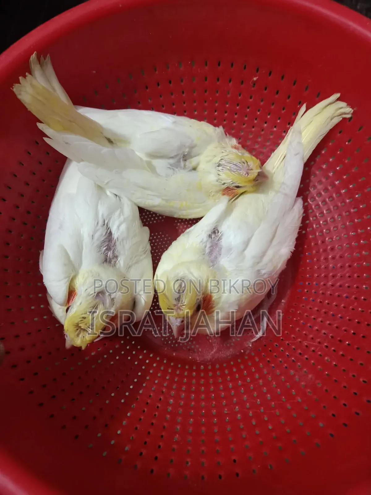 Cockatiel Baby