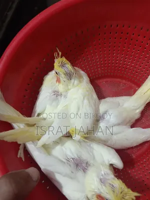 Cockatiel Baby