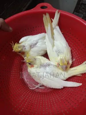 Cockatiel Baby