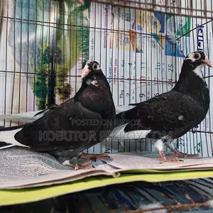 A pair of Dobaj Giribaz babies for sale.