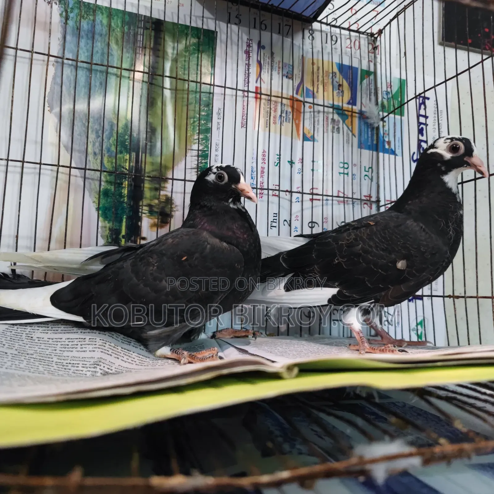 A pair of Dobaj Giribaz babies for sale.