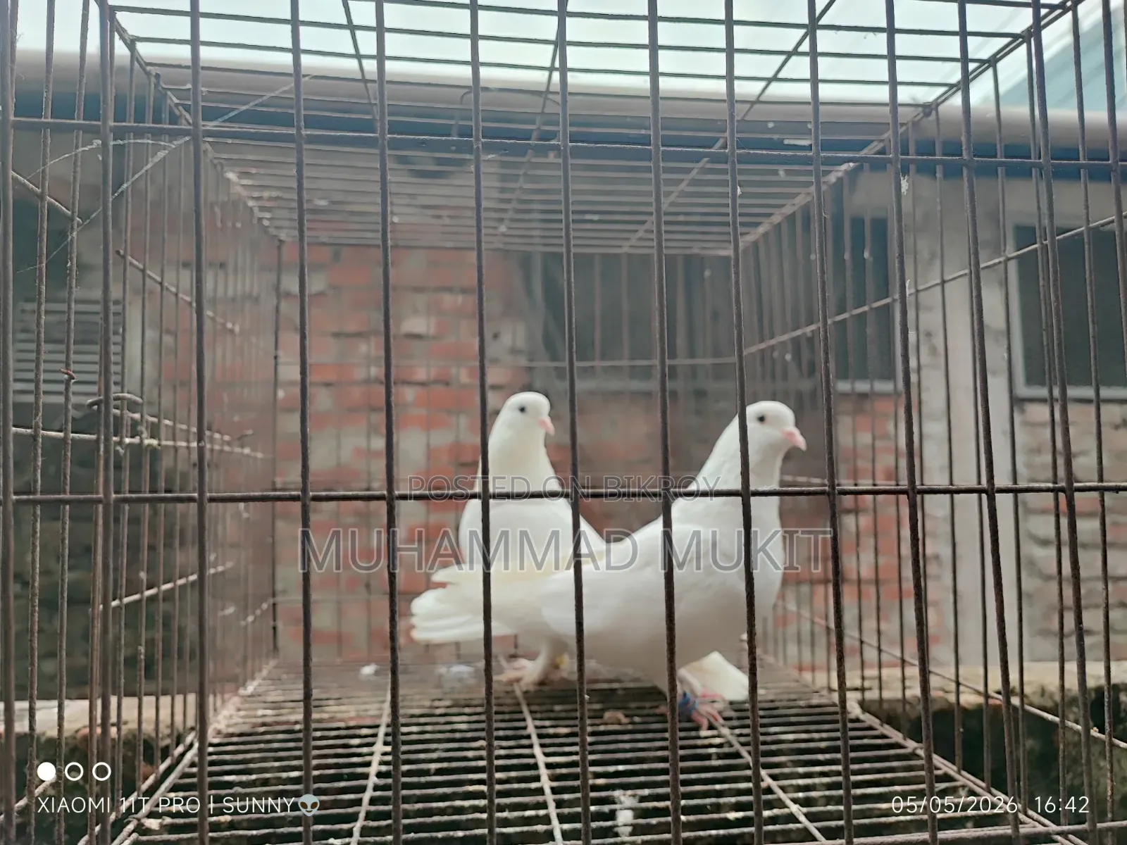 Kajji Pair
