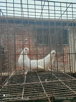 Kajji Pair