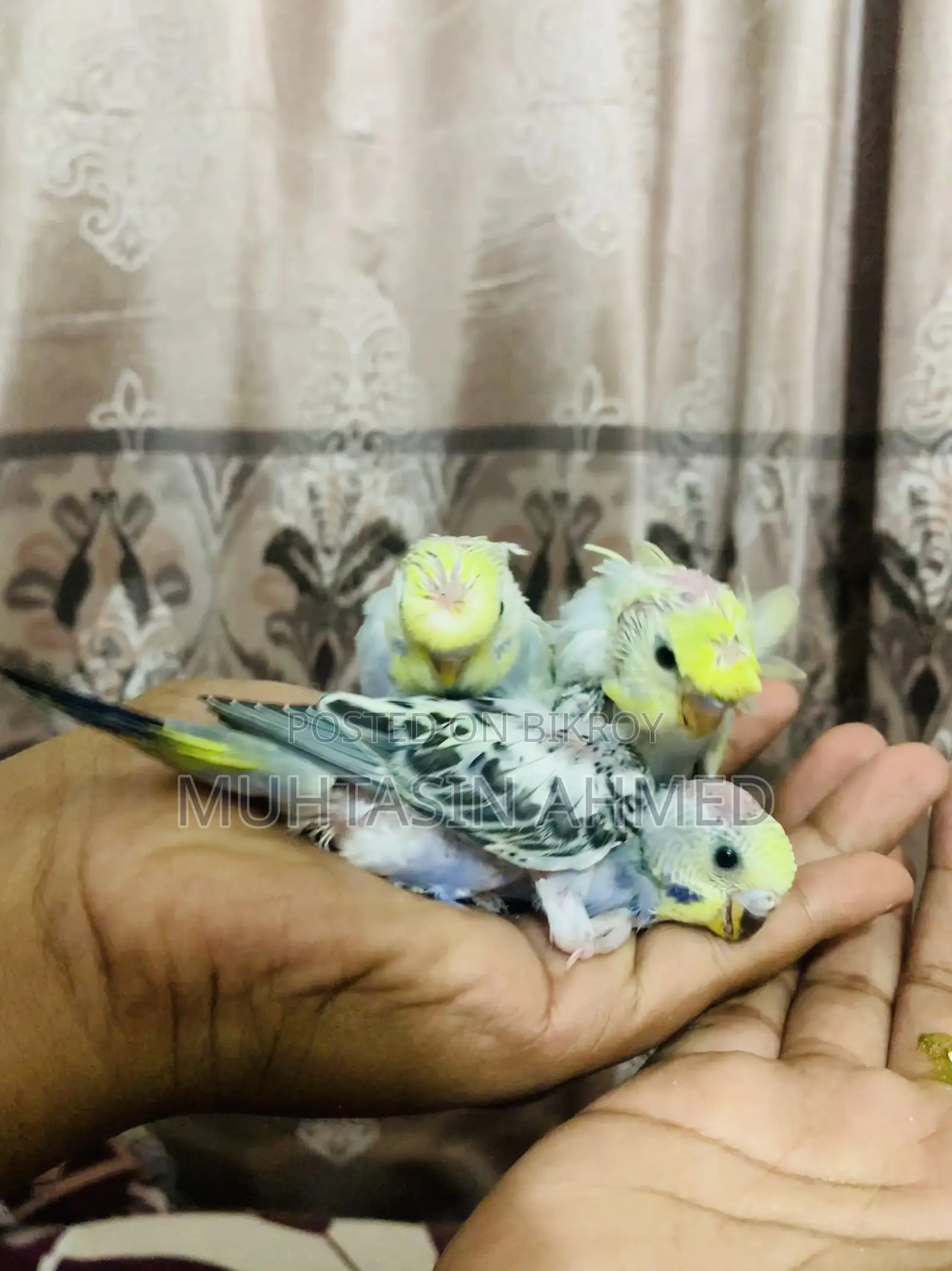 Budgies Tame Size Baby