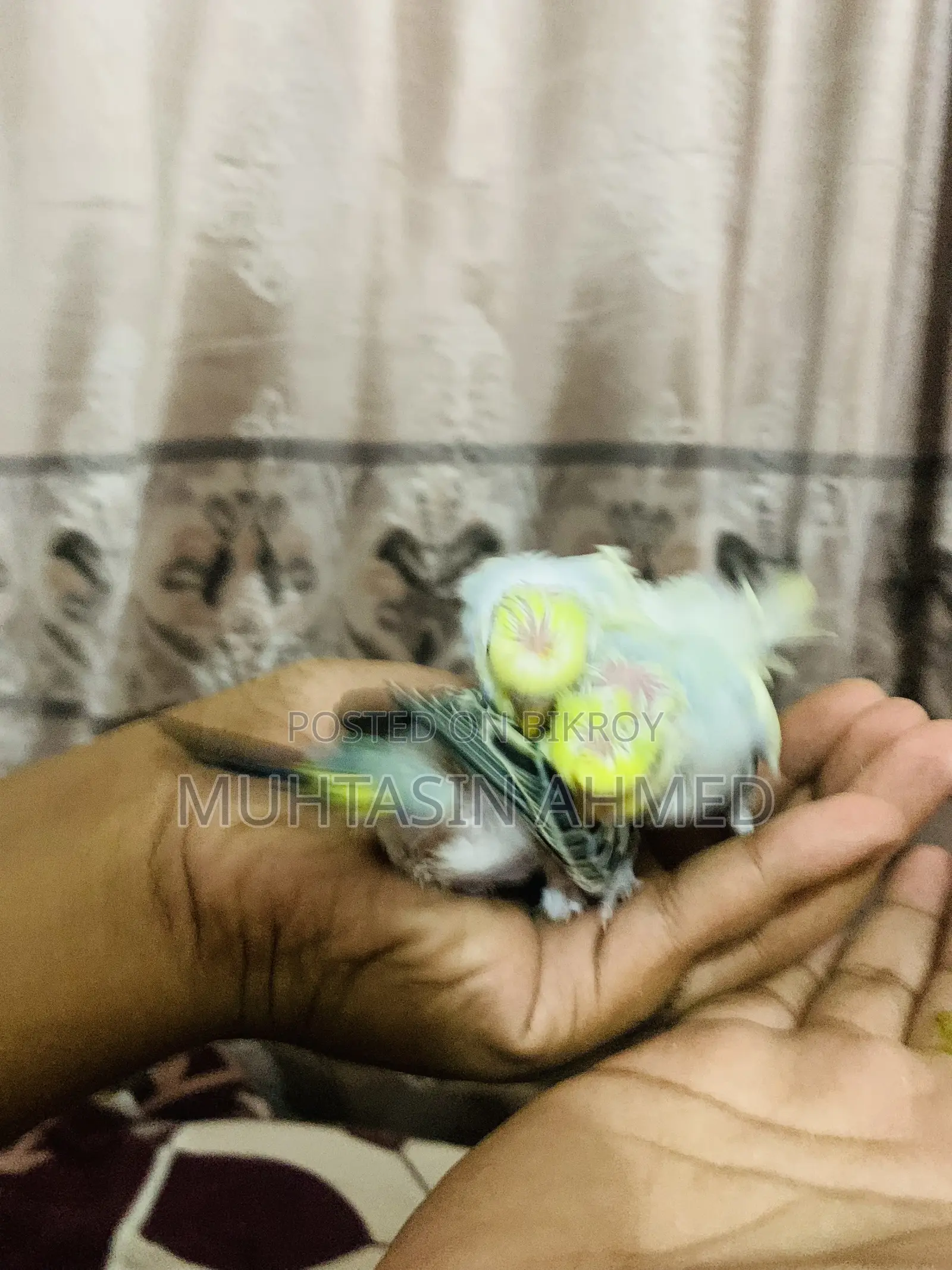 Budgies Tame Size Baby