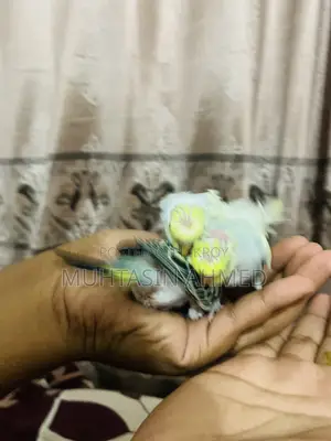Budgies Tame Size Baby
