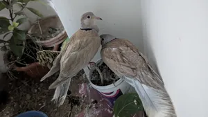 অস্ট্রেলিয়ান ঘুঘু