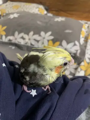 Cockatiel Bird Chick for Sale