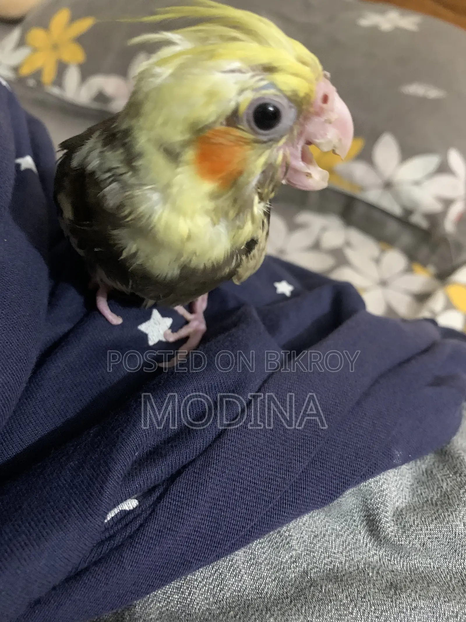 Cockatiel Bird Chick for Sale