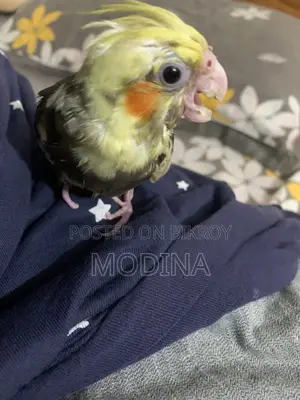 Cockatiel Bird Chick for Sale