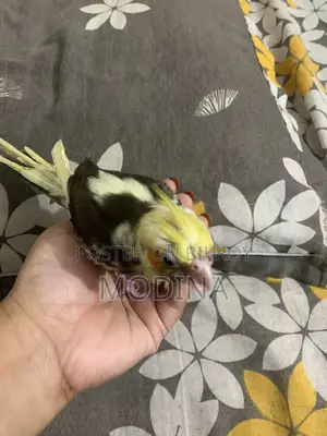 Cockatiel Bird Chick for Sale
