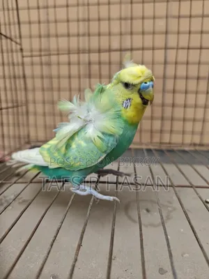 Sf Yf Spangle Male (Double Flower) Jp Budgie
