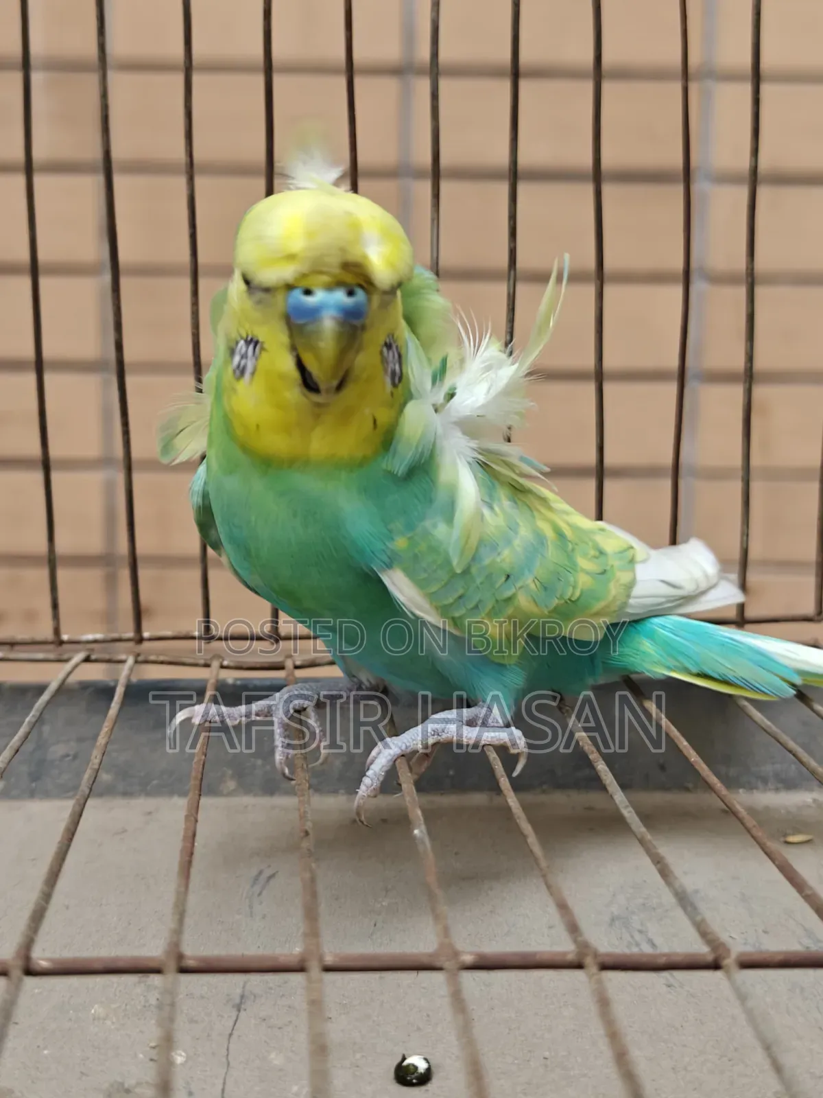 Sf Yf Spangle Male(Double Flower) Jp Budgie