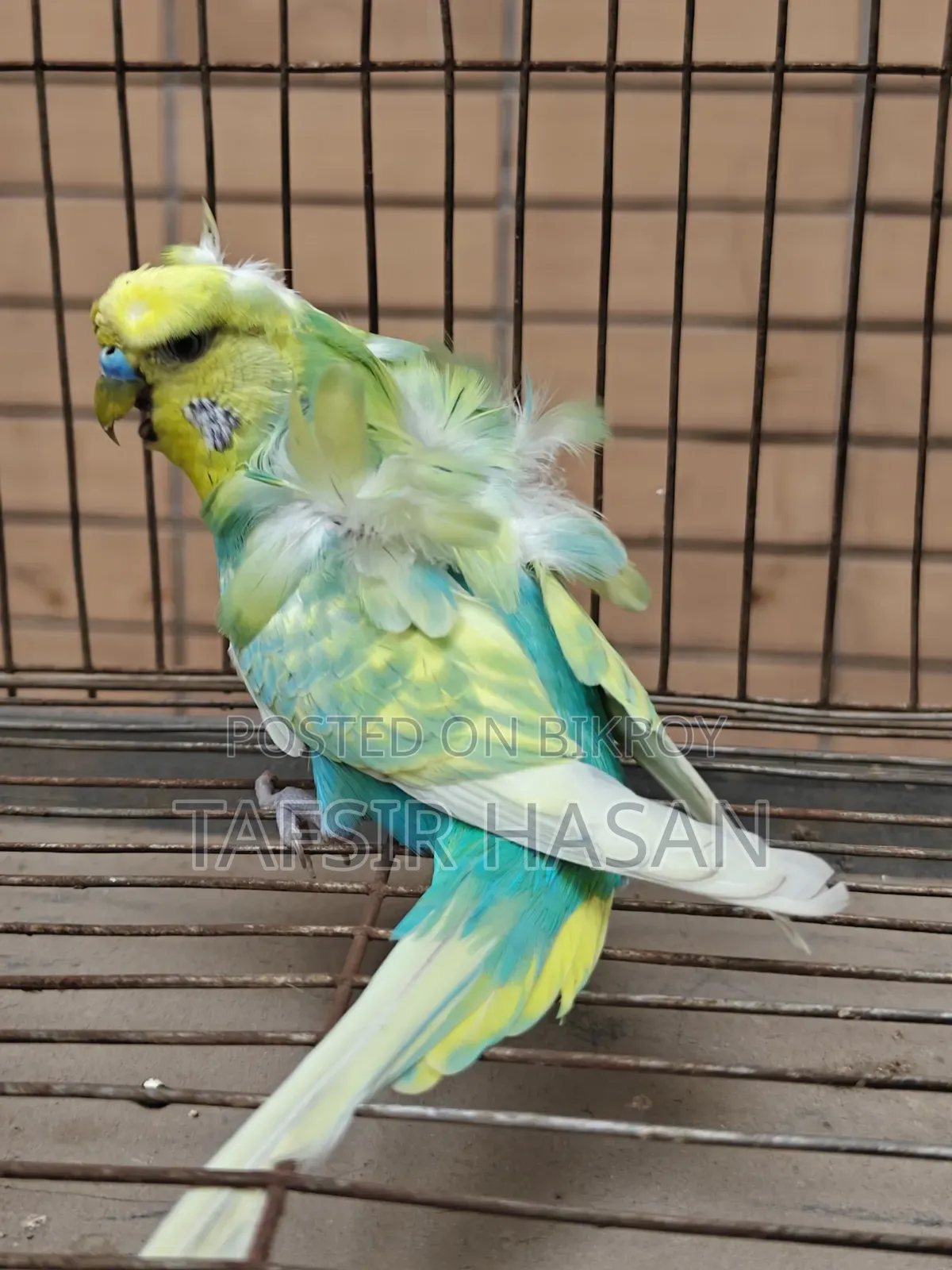 Sf Yf Spangle Male(Double Flower) Jp Budgie